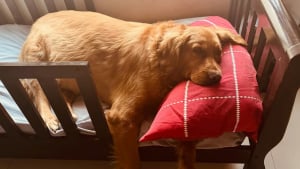 Illustration : "Choisis-en un autre et laisse-le dans la rue", un refuge lui fait une proposition indécente à propos d'un chien malade qu’elle ne peut accepter