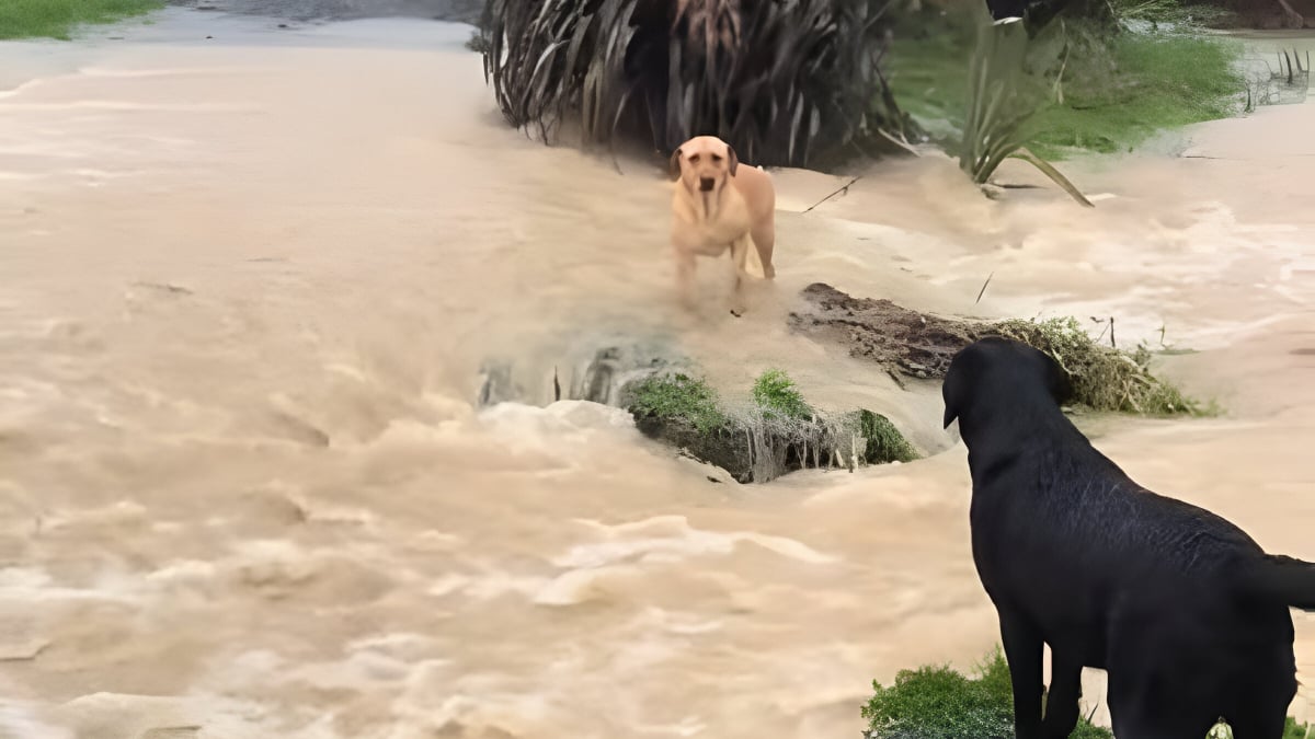 Illustration : "Un chien voyant sa congénère bloquée par la crue l'encourage et se jette à l’eau pour la sauver (vidéo)"