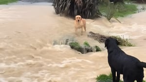 Illustration : "Un chien voyant sa congénère bloquée par la crue l'encourage et se jette à l’eau pour la sauver (vidéo)"