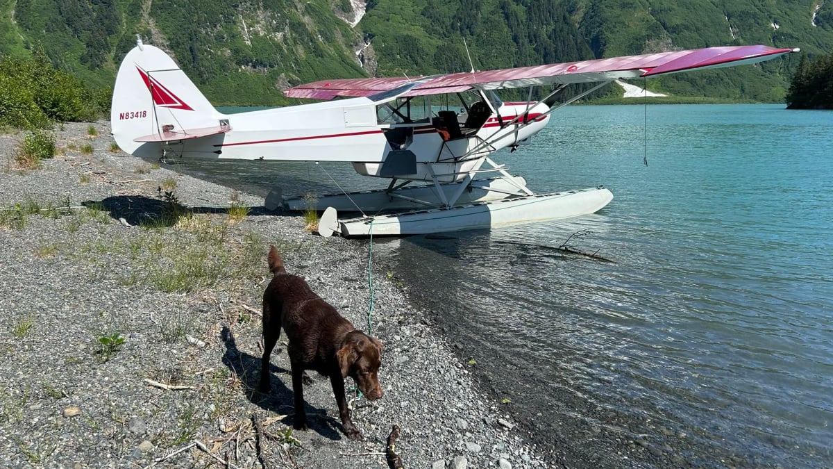 Illustration : "Un pilote d’avion repère un chien perdu depuis 8 jours dans une zone isolée et organise son sauvetage"