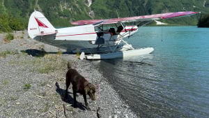 Illustration : Un pilote d’avion repère un chien perdu depuis 8 jours dans une zone isolée et organise son sauvetage