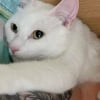 Illustration : Arrivée gestante en refuge, cette magnifique chatte blanche a eu la chance de trouver une famille d’accueil juste à temps pour mettre bas