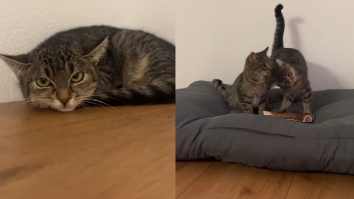Illustration : "Les miaulements incessants d’une chatte récemment arrivée en famille d'accueil sauvent son frère malade (vidéo)"