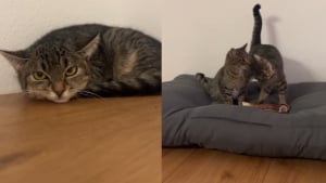 Illustration : "Les miaulements incessants d’une chatte récemment arrivée en famille d'accueil sauvent son frère malade (vidéo)"