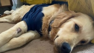 Illustration : "Les sangles avaient creusé dans son corps", un chiot de 6 mois se retrouve aux urgences vétérinaires à cause d’un harnais mal ajusté