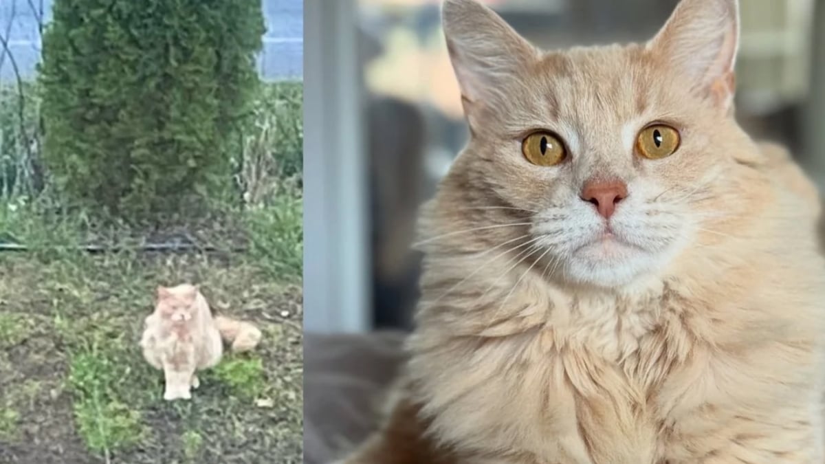 Illustration : "Aperçu devant un bureau de poste, ce chat très sociable s’est ouvert les portes d’une vie plus paisible "