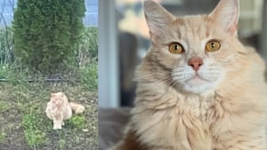 Illustration : Aperçu devant un bureau de poste, ce chat très sociable s’est ouvert les portes d’une vie plus paisible 