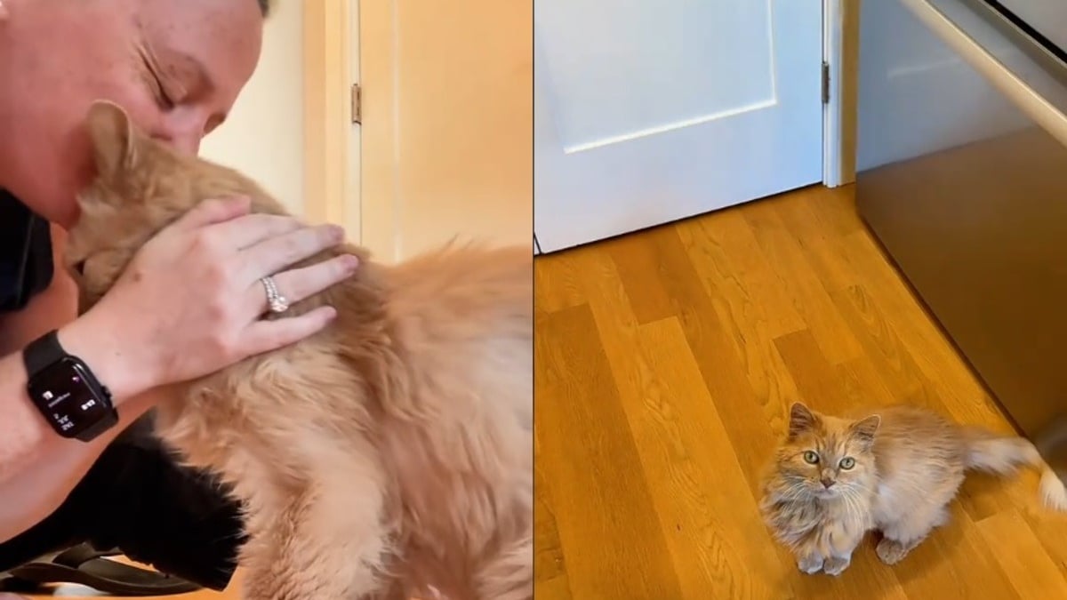 Illustration : "À 12 ans, ce chat presque aveugle et sourd prouve qu’il n’est jamais trop tard pour s’amuser (vidéo)"