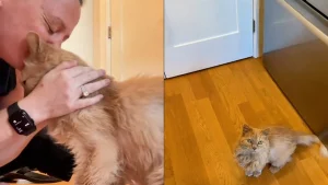 Illustration : "À 12 ans, ce chat presque aveugle et sourd prouve qu’il n’est jamais trop tard pour s’amuser (vidéo)"