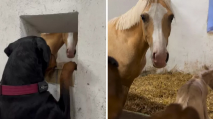 Illustration : Elle rencontre le poulain de sa meilleure amie jument, cette chienne ne peut s’empêcher de l’admirer (vidéo)