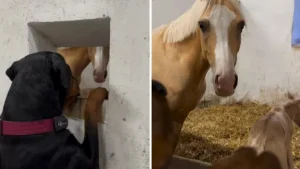 Illustration : "Elle rencontre le poulain de sa meilleure amie jument, cette chienne ne peut s’empêcher de l’admirer (vidéo)"