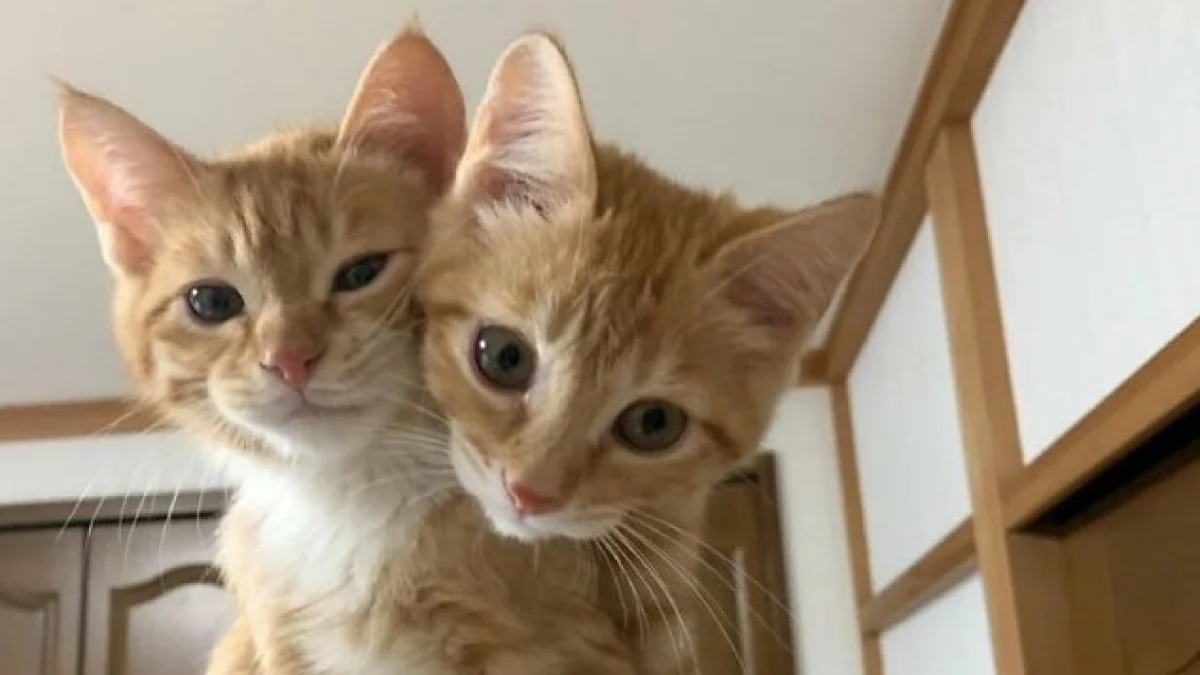 Illustration : "18 photos de chats qui ne vous laisseront pas insensible"