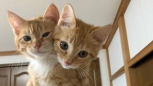 Illustration : 18 photos de chats qui ne vous laisseront pas insensible