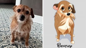 Illustration : 12 œuvres artistiques transformant littéralement des chiens et des chats en portraits animés