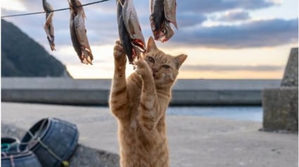 Illustration : 18 photos capturant un instant dans la vie des chats des rues du Japon