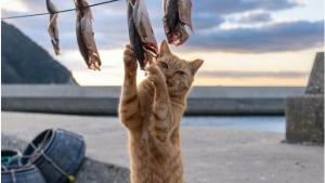 Illustration : 18 photos capturant un instant dans la vie des chats des rues du Japon