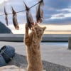 Illustration : 18 photos capturant un instant dans la vie des chats des rues du Japon