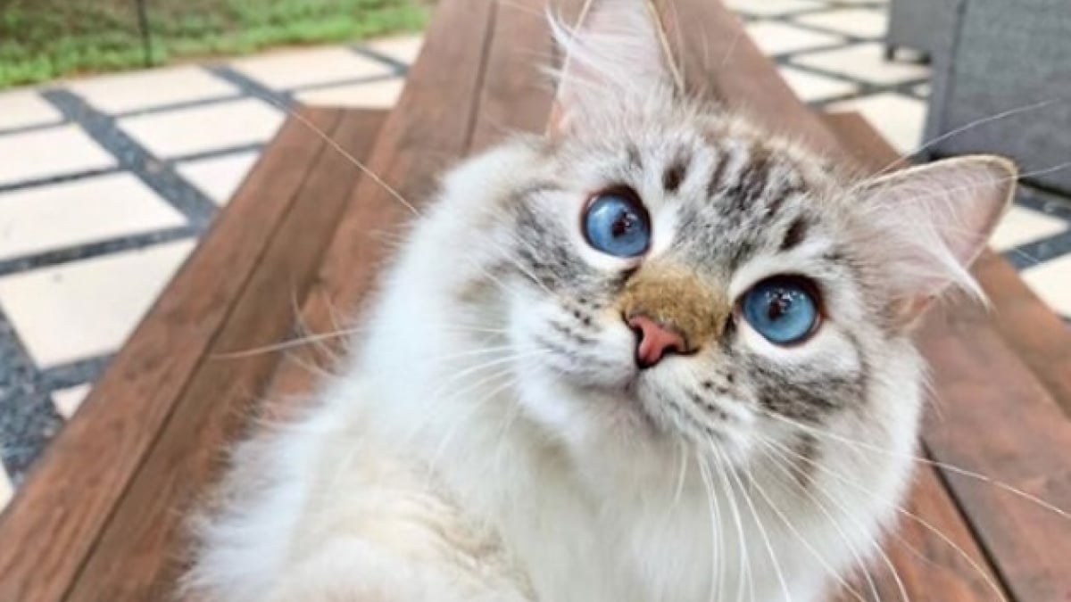 Illustration : "10 chats qui n’ignorent rien de l’art des selfies"