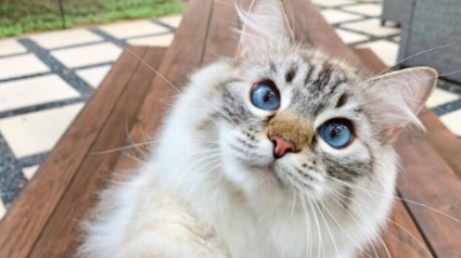 Illustration : 10 chats qui n’ignorent rien de l’art des selfies