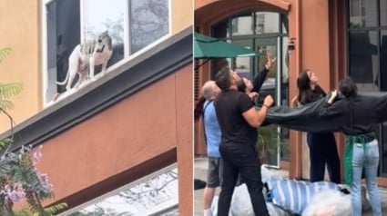 Illustration : Un chien coincé sur le rebord d'une fenêtre est sauvé grâce à des voisins qui tendent une bâche pour le protéger du vide (vidéo)