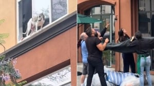Illustration : "Un chien coincé sur le rebord d'une fenêtre est sauvé grâce à des voisins qui tendent une bâche pour le protéger du vide (vidéo)"