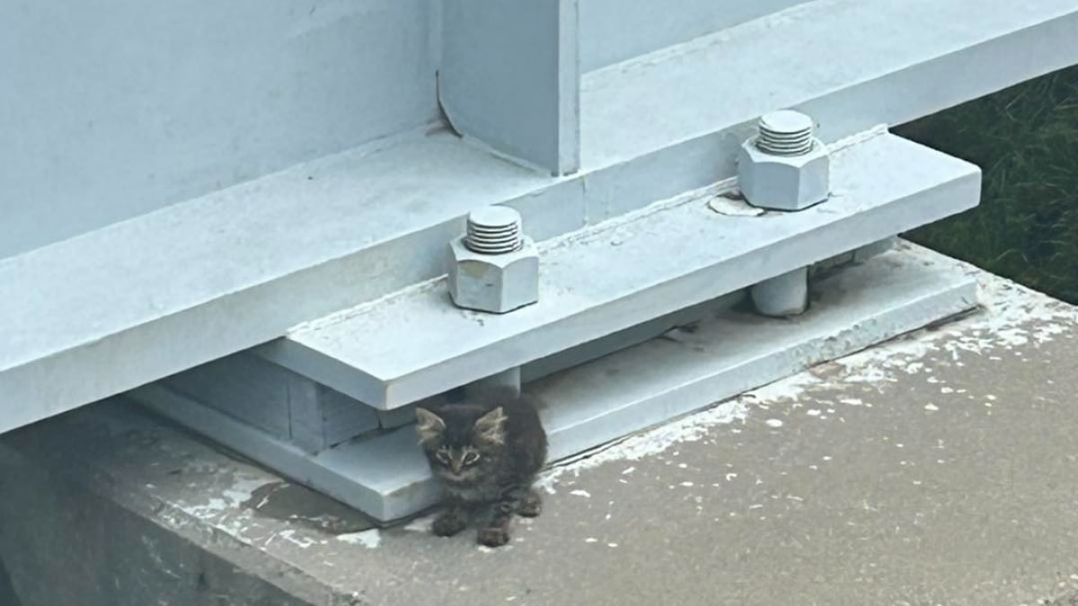 Illustration : "Coincé sur un pont, ce chaton de 8 semaines est désormais adopté et porte le nom de son sauveteur"