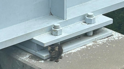 Illustration : Coincé sur un pont, ce chaton de 8 semaines est désormais adopté et porte le nom de son sauveteur