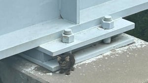 Illustration : Coincé sur un pont, ce chaton de 8 semaines est désormais adopté et porte le nom de son sauveteur