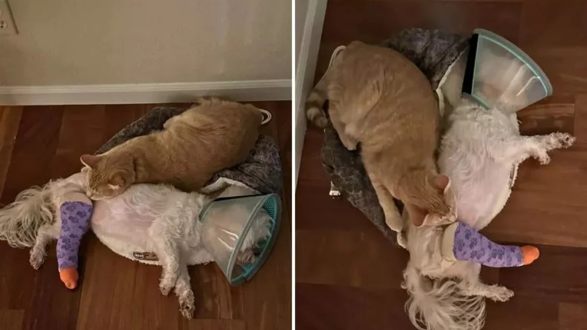 Illustration : "Habituellement distant, un chat reste aux côtés de son ami canin pour le réconforter pendant sa convalescence"