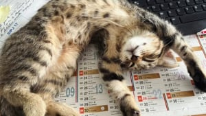 Illustration : "Un chaton adopté par un commissariat devient le confident des enfants venus témoigner"