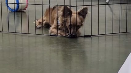 Illustration : Dans un refuge, ce chien est ignoré par les visiteurs à cause de son handicap, jusqu’au jour où sa vidéo change son destin