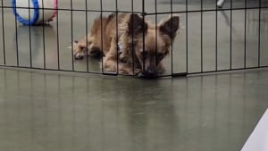 Illustration : "Dans un refuge, ce chien est ignoré par les visiteurs à cause de son handicap, jusqu’au jour où sa vidéo change son destin"
