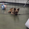 Illustration : Dans un refuge, ce chien est ignor&eacute; par les visiteurs &agrave; cause de son handicap, jusqu&rsquo;au jour o&ugrave; sa vid&eacute;o change son destin