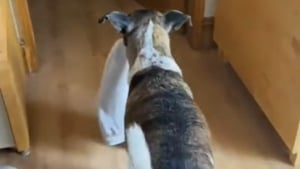 Illustration : "Chaque fois que sa maîtresse prend sa douche, ce chien sauvé trouve un moyen touchant de la garder près de lui (vidéo)"