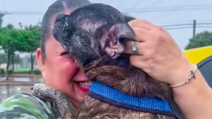 Illustration : Disparue lors d’un ouragan, une chienne réapparaît 8 ans plus tard dans des toilettes publiques à des centaines de kilomètres