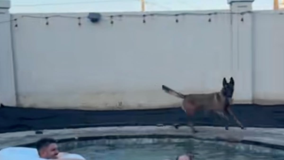 Illustration : "À l’aise dans leur rôle de sauveteurs, ces 2 Malinois surveillent à la perfection la fête de famille estivale qui a lieu dans la piscine (vidéo)"