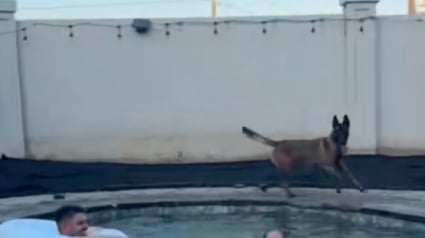 Illustration : À l’aise dans leur rôle de sauveteurs, ces 2 Malinois surveillent à la perfection la fête de famille estivale qui a lieu dans la piscine (vidéo)