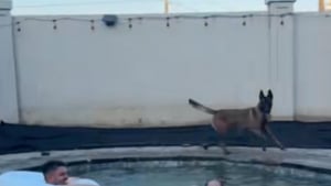 Illustration : À l’aise dans leur rôle de sauveteurs, ces 2 Malinois surveillent à la perfection la fête de famille estivale qui a lieu dans la piscine (vidéo)