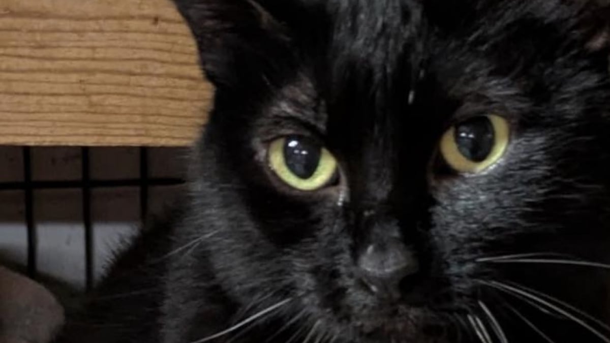 Illustration : "Ce chat noir disparaît pendant 5 ans, sa puce révèle qu’il a une famille à l’autre bout du monde"