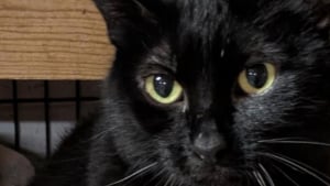 Illustration : Ce chat noir disparaît pendant 5 ans, sa puce révèle qu’il a une famille à l’autre bout du monde