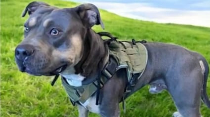 Illustration : Son maître expulsé, ce Pitbull disparaît sans laisser de trace avant d’être retrouvé des semaines plus tard