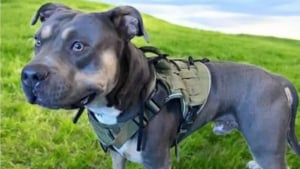 Illustration : "Son maître expulsé, ce Pitbull disparaît sans laisser de trace avant d’être retrouvé des semaines plus tard"