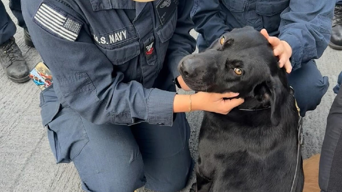 Illustration : "Abandonné avant d’être sauvé, ce chien devient le premier compagnon officiel d’un navire militaire"