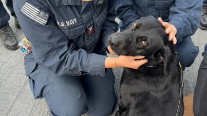 Illustration : Abandonné avant d’être sauvé, ce chien devient le premier compagnon officiel d’un navire militaire