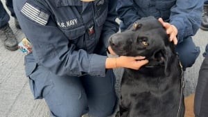 Illustration : "Abandonné avant d’être sauvé, ce chien devient le premier compagnon officiel d’un navire militaire"