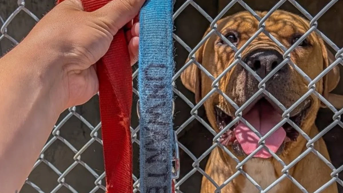 Illustration : "Abandonné puis arrivé au refuge sous le regard choqué des bénévoles, ce chien portait un collier sur lequel il était inscrit « Indésirable »"