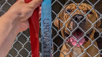 Illustration : Abandonné puis arrivé au refuge sous le regard choqué des bénévoles, ce chien portait un collier sur lequel il était inscrit « Indésirable »