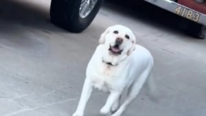 Illustration : "En découvrant son nouveau lieu de travail auprès des pompiers, cette adorable chienne de thérapie ne peut retenir son excitation (vidéo)"