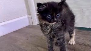 Illustration : "En entendant des miaulements, une passagère de train se donne pour mission de sauver un chaton livré à lui-même sur la voie ferrée"