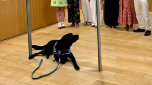 Illustration : "Auxiliaire de justice à part entière, ce chien débute officiellement sa mission au tribunal où il réconforte les victimes et libère leur parole"